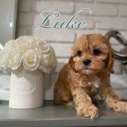 Boy 1 - Cavapoo puppy in New Jersey from Home Grown Doodles LLC