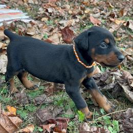 Adeline - Black and rust female Doberman Pinscher puppy in Toney, Alabama from Bhon Mhuir Dobermanns