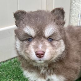 Officer Hopps - Chocolate Pomsky puppy in Windermere, Florida from Pomskies of Windermere