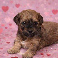 Moët - Red and white female Shorkie puppy in Delta, Colorado from SATA Kennels
