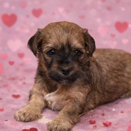 Moët - Red and white female Shorkie puppy in Delta, Colorado from SATA Kennels