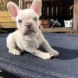 French Bulldog Puppies from Foster Lake Frenchies
