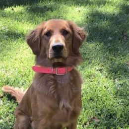 Mallie - Golden Retriever