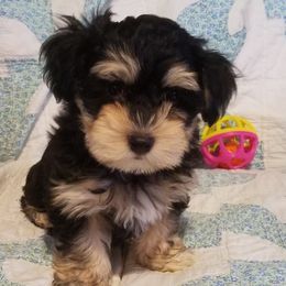 Havanese from LesBois Havanese