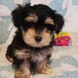 Havanese from LesBois Havanese