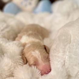 Cole - Tri-color male Labradoodle puppy in San Antonio, Texas from I Love U Back Labradoodles, LLC