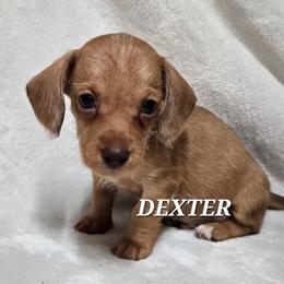 Dexter-wirehair - Red male Dachshund puppy in Blair, Oklahoma from North Fork Doxies-Okla