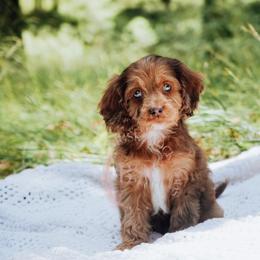Grey girl - Sable female Cockapoo puppy in Missoula, Montana from Big Sky Cockapoos