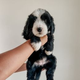 Ruthie - Black and white female Sheepadoodle puppy in Wabash, Indiana from DOODCompany