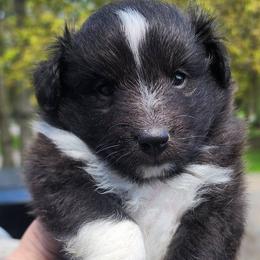 Sugar - Black and white female Shetland Sheepdog puppy in Weedsport, New York from M&M Shelties and Smooch-A-Bulls English Bulldogs