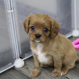 AKC Cleo - Ruby female Cavalier King Charles Spaniel puppy in Albany, Indiana from Hatz Off Puppies