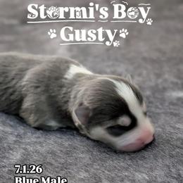 Gusty - Male - Blue male Pomsky puppy in Hurleyville, New York from My Crazy Pomskys