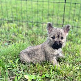 Nicki - Cream brindle female Cairn Terrier puppy in Mountain Grove, Missouri from CreekTop