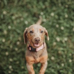Rebel Rose - Dachshund