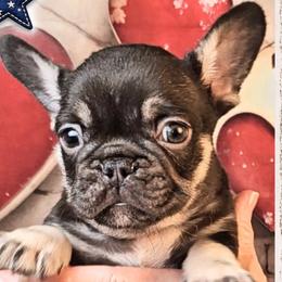 Boy 3 - Honor - Tricolors male French Bulldog puppy in Elberton, Georgia from Ioney's Southern Paws Shelties, Frenchies, and Yorkies