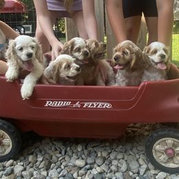 Cocker Spaniel puppies from Sweet Peach Cocker Spaniels