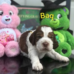 Baq - Red and white male English Springer Spaniel puppy in Plainwell, Michigan from Homegrown Springers