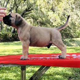 Bullmastiff Puppies from Olga Contant