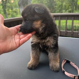 Miss Pink - Black and tan female German Shepherd puppy in Lawton, Michigan from Free Indeed Shepherds