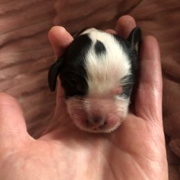 Boy 4 - Black white and tan English Springer Spaniel puppy in Oklahoma from Country Love Springers