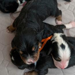 Boy1 - Black and white male Bernedoodle puppy in Travelers Rest, South Carolina from Bernedoodle.do