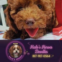 Tillie 8 1 7 - 9 1 7 - 0 5 6 4 - Red female Cavapoo puppy in Dallas, Texas from Halo's Heroes Doodles
