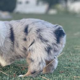 Australian Shepherd Puppies from Double NB Livestock LLC