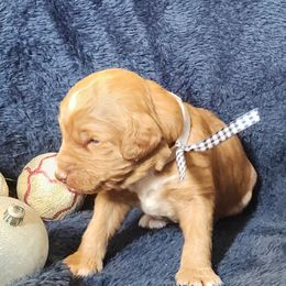 Kelvin - Caramel red male Labradoodle puppy in Fostoria, Michigan from North Country Kennel Club