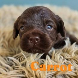 Carrot - Brown female Cockapoo puppy in Perry, Arkansas from Parker's Cockapoos