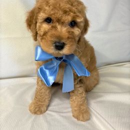 Goldendoodle Puppies from OnlyGoldendoodles