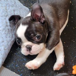 Boston Terrier Puppies from Big Sky Bostons