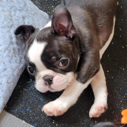 Boston Terrier Puppies from Big Sky Bostons