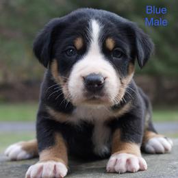 Charlie - Black, white and red male Greater Swiss Mountain Dog puppy in Gassaway, West Virginia from Rolling Hills Ranch and Kennels LLC