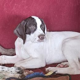 A - White and liver male German Shorthaired Pointer puppy in Glendive, Montana from Lazy Hearts Kennel