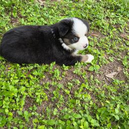 Xion - Black tri-color female Australian Shepherd puppy in Copperas Cove, Texas from Hidden Leaf Aussies