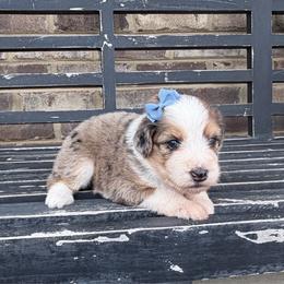 Cinnamon - Blue merle female Aussiedoodle puppy in Cartersville, Georgia from Simply Blessed Doodles