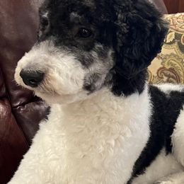 Elliott - Sheepadoodle