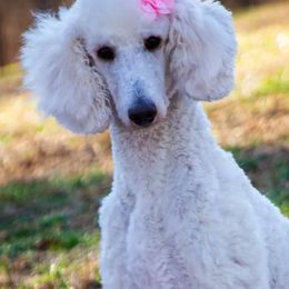 Goldendoodles and Poodles from Green Heart Poodles and Doodles