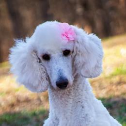 Goldendoodles and Poodles from Green Heart Poodles and Doodles