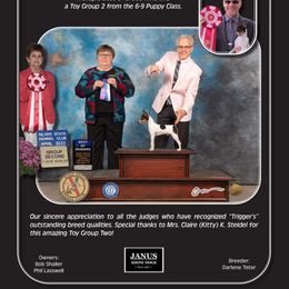 Mudi and Toy Fox Terrier All Grown Up from JANUS Mudis & Toy Fox Terriers
