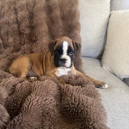 Boxer Puppies from Shalyce Pifer