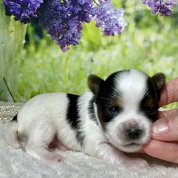 Brody 3750 - Black tan and white male Biewer Terrier puppy in Nicholls, Georgia from Southeast Biewers
