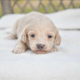 Female 2 - Cream female Dachshund puppy in Martinsville, Virginia from Rea's Doxies