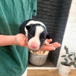 Bailey - Black and white female Border Collie puppy in Taylor, Arizona from Vowell Farm Border Collies