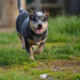 Australian Cattle Dog and Collie Puppies from Blackberry Hills