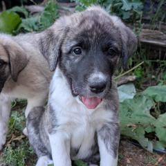 3 - Girl - Brown female Anatolian Pyrenees puppy in Marysville, Ohio from Brotherton Family Farms