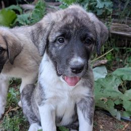 3 - Girl - Brown female Anatolian Pyrenees puppy in Marysville, Ohio from Brotherton Family Farms