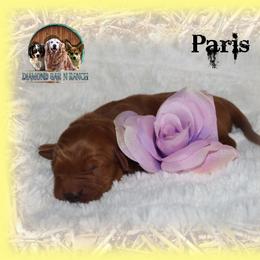 Paris - Dark golden female Golden Retriever puppy in Anson, Texas from Diamond Bar N Ranch