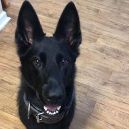 German Shepherd All Grown Up from Lifelong K9