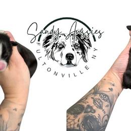 Holly - Black tri-color female Australian Shepherd puppy in Fultonville, New York from Sandy Aussies, Mini Dachshunds & Pomeranians